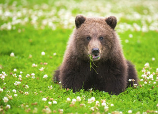 Brown bear field flowers surprised - a plant free wallpaper