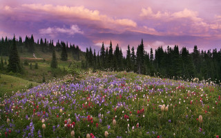 Flower field trees purple sky - sky free wallpaper
