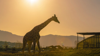 Giraffe mountains sunset river outdoors - a giraffe free wallpaper