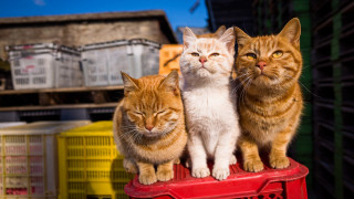 Three cats red chair yard - free cats wallpaper