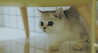 Sad cat big eyes under - big eye free wallpaper