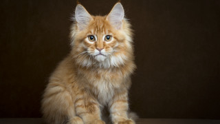 Fluffy orange cat sad blue - fluffy free wallpaper