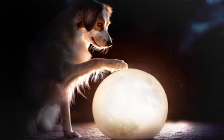 Dog ball moon night space - moon free wallpaper for desktop