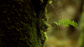 Green plant spider web moss 2 - a spider web free wallpaper for desktop
