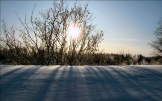 Snowfield trees sun blue sky - anamorphic len free wallpaper