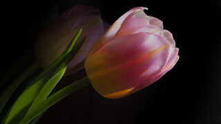 Pink flower black background green - a green stem in the foreground free wallpaper