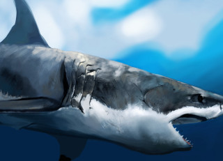 Shark large mouth long tail - a large mouth free wallpaper