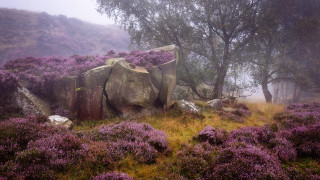 Large rock purple flowers foggy - moody free wallpaper