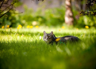 Cat grass sun leash tree - a tree in the background free wallpaper