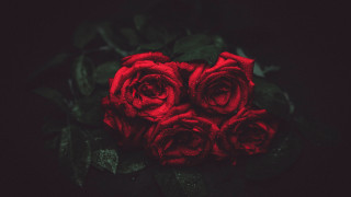 Red roses table green leaves - red rose free wallpaper