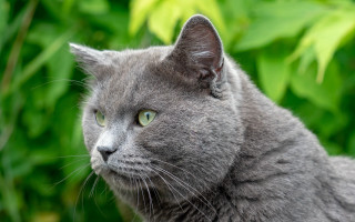 Gray cat green eyes bush - green eye free wallpaper