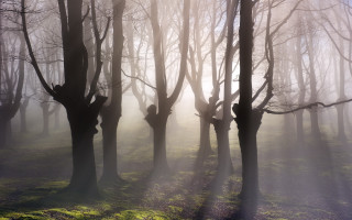 Foggy forest sunlight climbers magic - volumetric light free wallpaper for desktop
