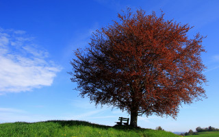 Tree bench hill autumn leaves - a bench in the middle of it free wallpaper
