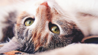 Cat laying on back photorealistic - free textures wallpaper