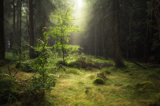 Forest light ray bush grass - forest free wallpaper for desktop