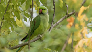 Green bird branch leaves beak - a green bird free wallpaper