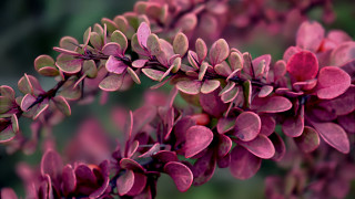 Purple flower leaves bokeh macro - f 8 aperture free wallpaper