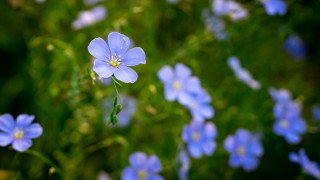 Blue flower butterfly bokeh daisy - one flower in the middle of the picture free wallpaper