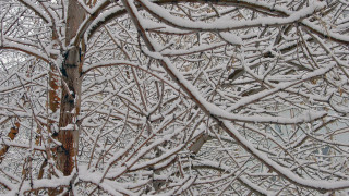 Snowy tree forest bird impressionist - snow next free wallpaper