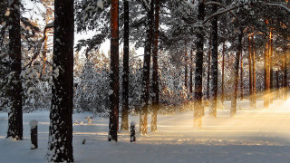 Snowy forest sunbeam trees cityscape - volumetric free wallpaper