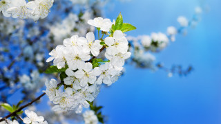 Branch white flowers green leaves 3 - a branch of a tree free wallpaper for desktop