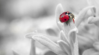 Ladybug flower macro blurry background - a ladybug free wallpaper