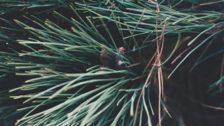 Pine tree pinecone forest bamboo - a pine tree free wallpaper