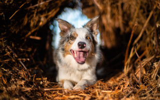 Dog hay straw autumn open - tongue free wallpaper