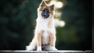 Dog ledge blurry background heroic - heroic pose free wallpaper