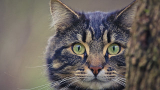 Black cat green eyes behind 2 - background of leaves free wallpaper