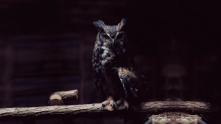 Owl branch dark room wood - an owl free wallpaper