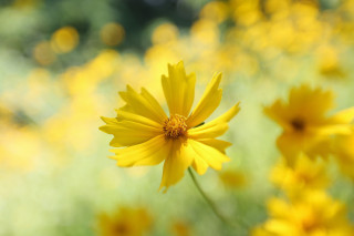 Yellow flower field bokeh macro 5 - green grass and trees free wallpaper