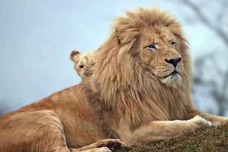 Large lion small lion hill - bare free wallpaper