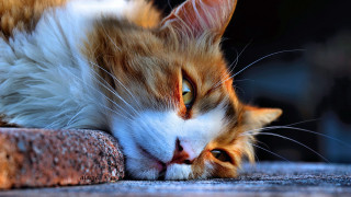 Cat laying on rock eye - aloysius okelly free wallpaper