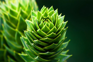 Bamboo leaf green plant blurry - a green plant free wallpaper