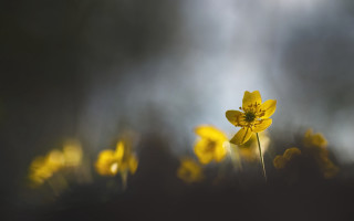 Yellow flower field macro art - a yellow flower free wallpaper
