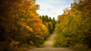 Autumn road trees leaves blue - a blue sky above free wallpaper