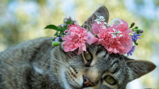 Cat flower crown laying table - a flower crown free wallpaper