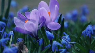Purple flower bokeh blue butterfly - blue flower free wallpaper