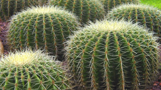 Cactus garden needles greengrass blue - high definition free wallpaper