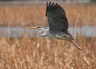 Bird eagle crow tiltshift water - dry free wallpaper