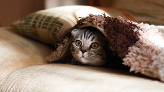 Cat hiding blanket couch pillows - pillow free wallpaper