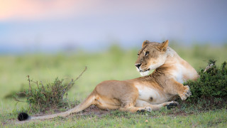 Lion grass bush sky pinkcloud - the grass next free wallpaper
