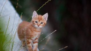 Kitten rock field blue eyes 2 - a rock in a field of grass free wallpaper