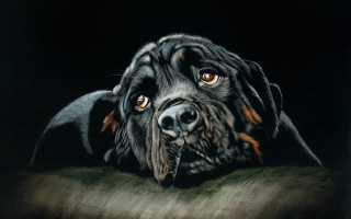 Dog brown eyes black background 2 - brown eye free wallpaper
