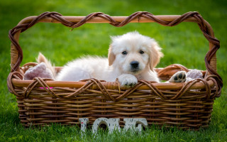 Dog basket grass paws resting - aloysius okelly free wallpaper