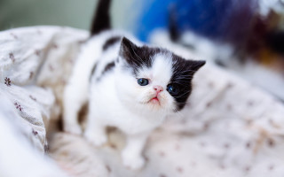Black white kitten blanket sad - kitten free wallpaper
