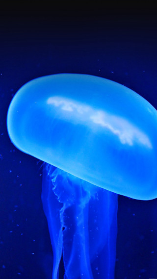 Blue jellyfish floating night dark 2 - free light wallpaper