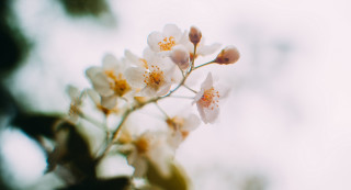 White daisy flower shallow depth 2 - a blurry background behind free wallpaper
