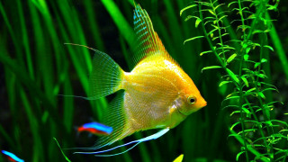 Yellow fish green aquarium plants - vibrant color free wallpaper
